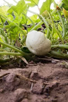 Patison in nature Stock Photos