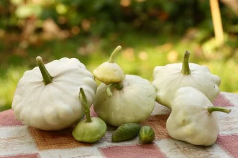 Patisson bush pumpkin lay on table outdoor still life Stock Photos