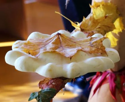 Patisson Stock Photos