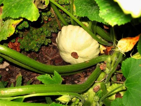 Patisson vegetables Stock Photos