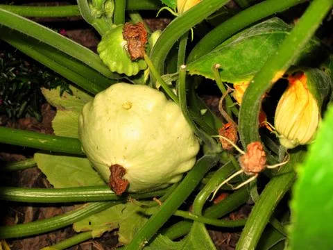 Patisson vegetables Stock Photos