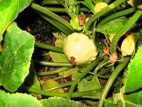 Patissons vegetables Stock Photos