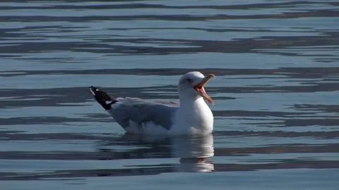 Patmos Greece a gull that looks rather tired yawns Stock Footage