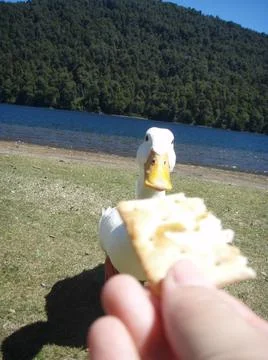 Pato hambiento buscando su galletita Stock Photos