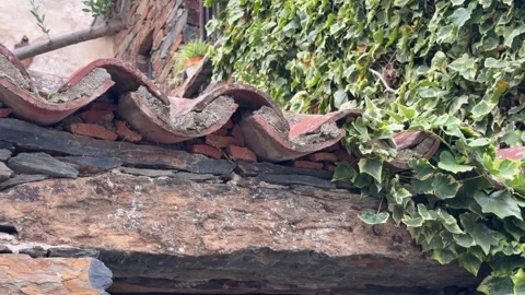 Patones ivy growing on an old rustic stone wall in patones, spain 库存影片 346989955