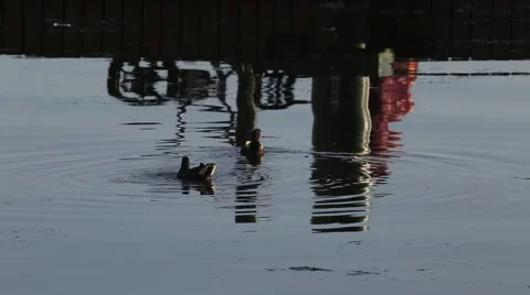 Patos na lagoa com reflexo de bicicletas Stock Footage 50765049