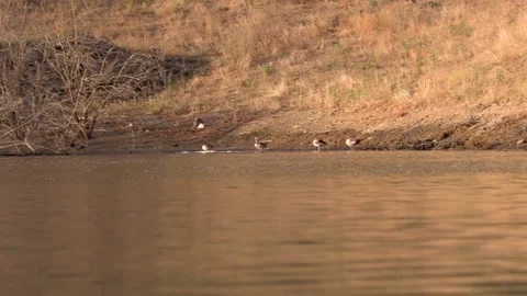 Patos orilla Stock Footage 151221679
