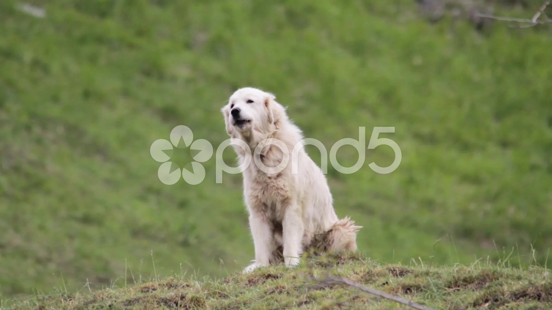 dog barking at camera