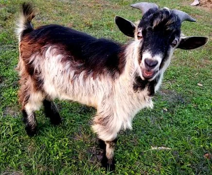 Patrick The Goat 스톡 사진