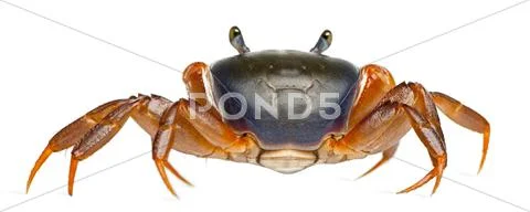 Patriot crab, Cardisoma armatum, in front of white background Stock Photos