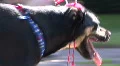 Patriot Dog! HD-videomateriaal