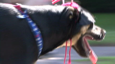 Patriot Dog! Stock Footage