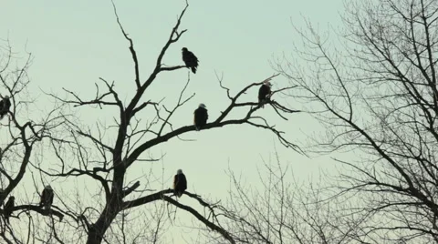 Patriotic bald eagles Stock Footage 48579405