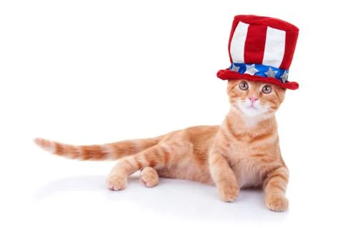 Patriotic Cat Stock Photos