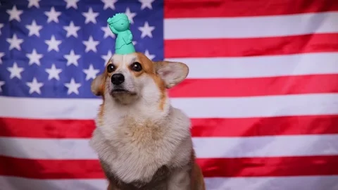 Patriotic dog. Video stock 194487398