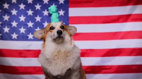 Patriotic dog. Video stock 195220058