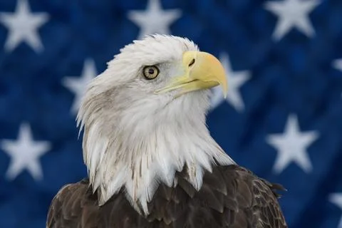 Patriotic Eagle Stock Photos