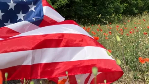 Patriotic Poppies Stock Footage 313656873
