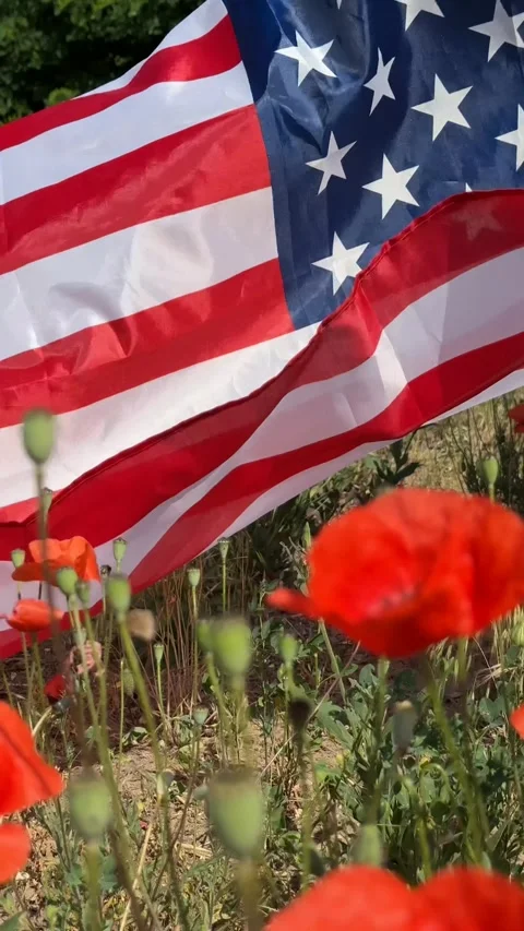 Patriotic Poppies Stock Footage 313657396