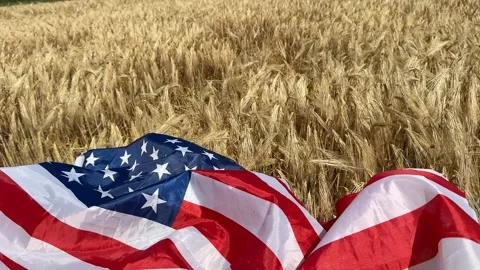 Patriotic Wheat Field Stock Footage 311657526