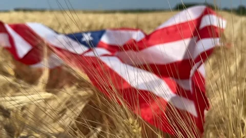 Patriotic Wheat Field Stock Footage 311658218