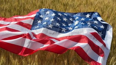 Patriotic Wheat Field Stock Footage 311658325