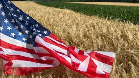 Patriotic Wheat Field Stock Footage 311658357