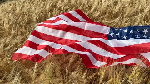 Patriotic Wheat Field Stock Footage 313655975