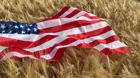 Patriotic Wheat Field Stock Footage 313657257