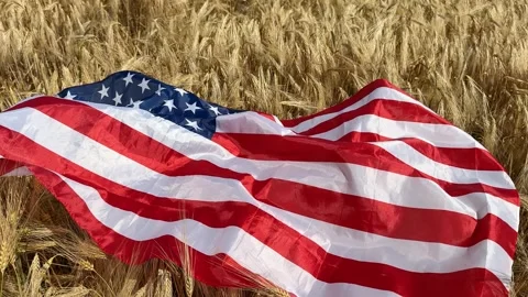 Patriotic Wheat Field Stock Footage 313866697