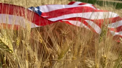 Patriotism in Wheat Stock Footage 311658079