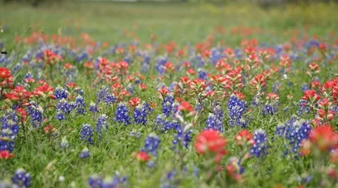Patriots Field Stock Footage 63149553