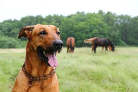 Patrol dog Stock Photos