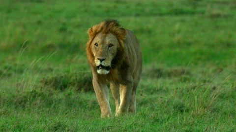 On patrol Stock Footage 201927226