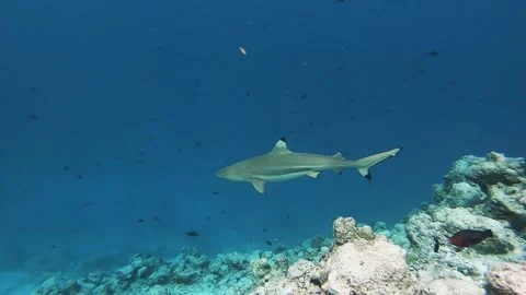 Patrolling blacktip reef shark swimming on reef edge in a coral reef on a Maldiv Stock Footage 245952284