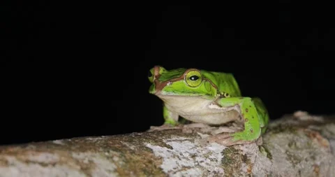 Patsarlamdam Flying Frog in 4k Stock Footage 336115445