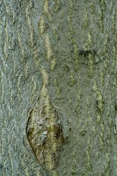 Pattarned Bark of A Tree Tunk Stock Photos