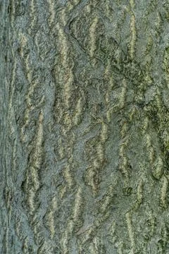 Pattarned Bark of A Tree Tunk Stock Photos