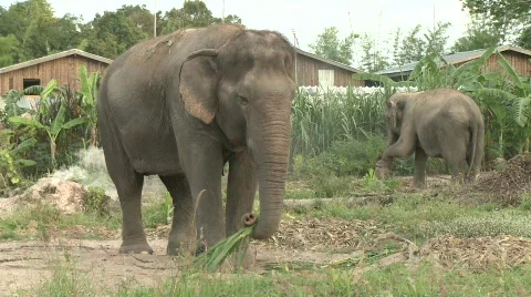 Pattaya elephants Stock Footage 564479