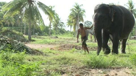 Pattaya elephants Video stock 564887