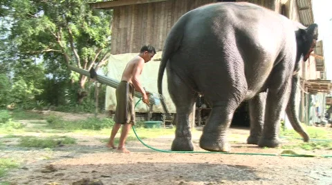 Pattaya elephants Видео 564902