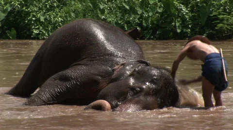 Pattaya elephants Stock Footage 567567