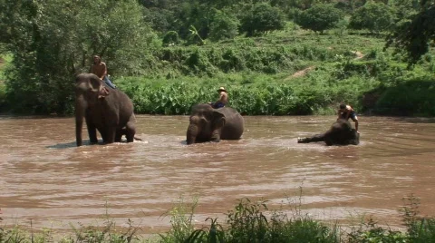 Pattaya elephants Stock Footage 567581