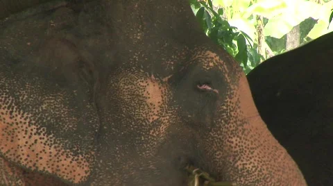 Pattaya elephants Stock Footage 567587