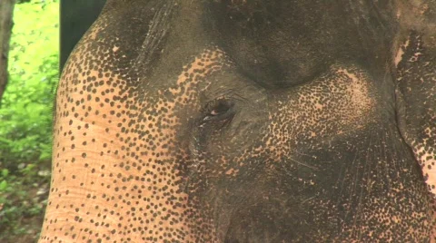Pattaya elephants Видео 567593