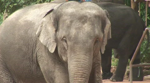 Pattaya elephants Vídeo Stock 567604