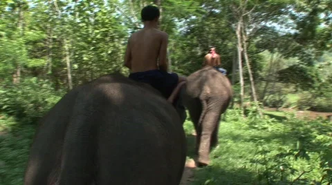 Pattaya elephants Stock Footage 567856