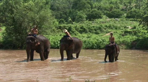 Pattaya elephants 스톡 동영상 567977