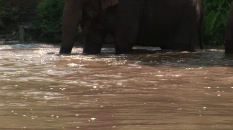 Pattaya elephants Stock Footage 567988