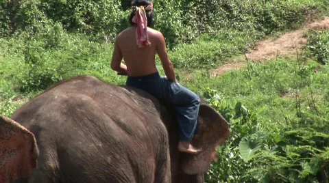Pattaya elephants 스톡 동영상 567991